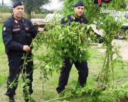 Arrestati 4 sardi di origine barbaricina in un operazione antidroga a Grosseto in Toscana