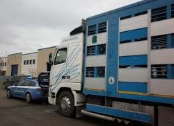 Maltrattamenti agli animali